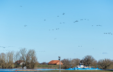 Die Elbe bei Bleckede