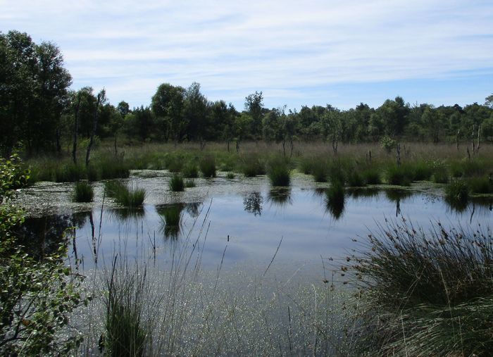 Flurbereinigung, Langenmoor