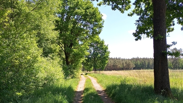 Flurbereinigung Wieckenberg