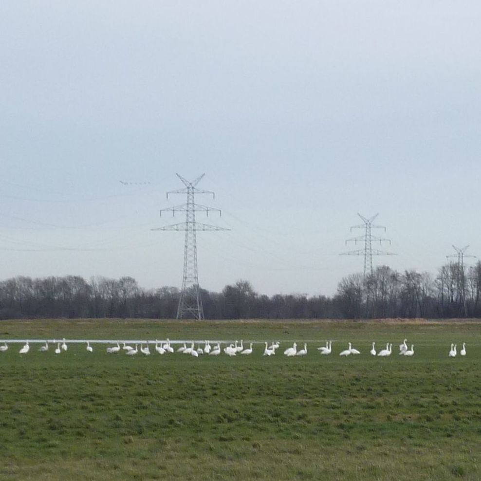 Verfahren Hollnseth