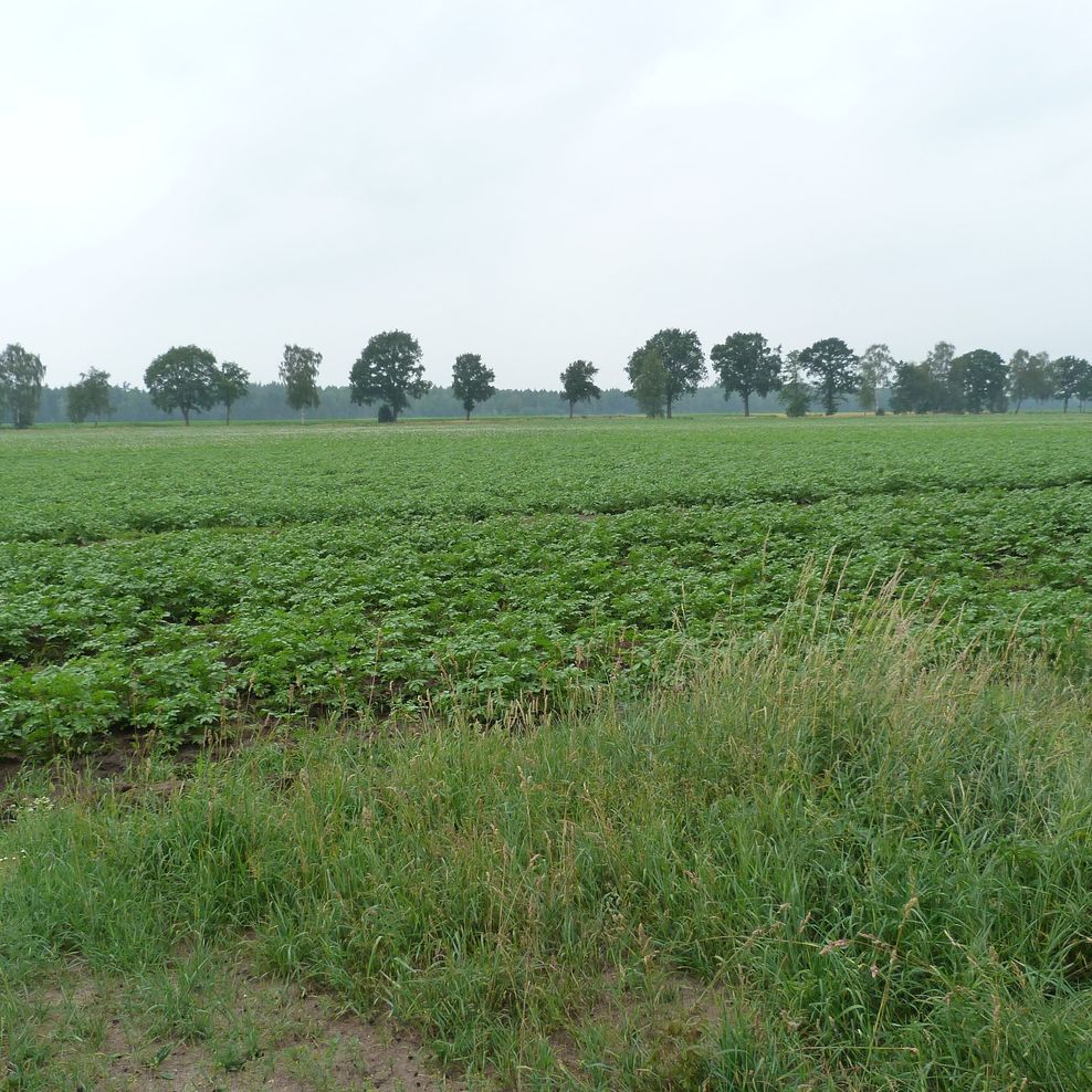 Flurbereinigung Frankenfeld