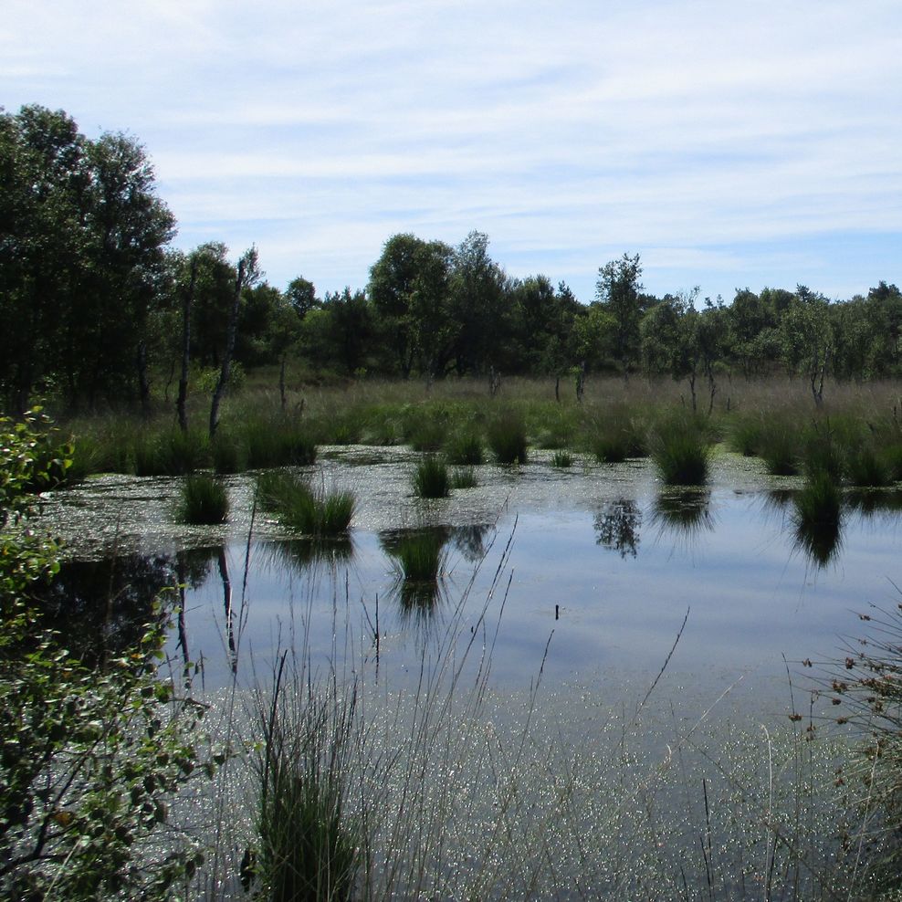 Flurbereinigung, Langenmoor