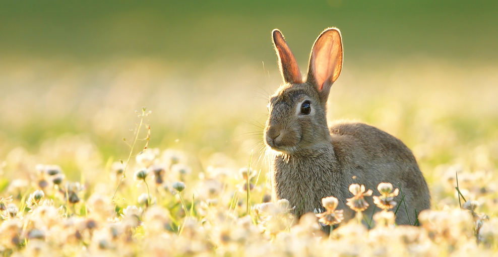 Hase