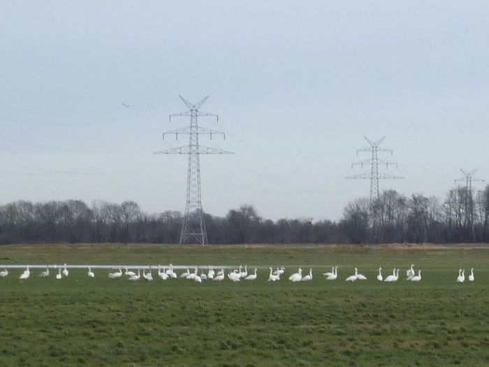 Verfahren Hollnseth