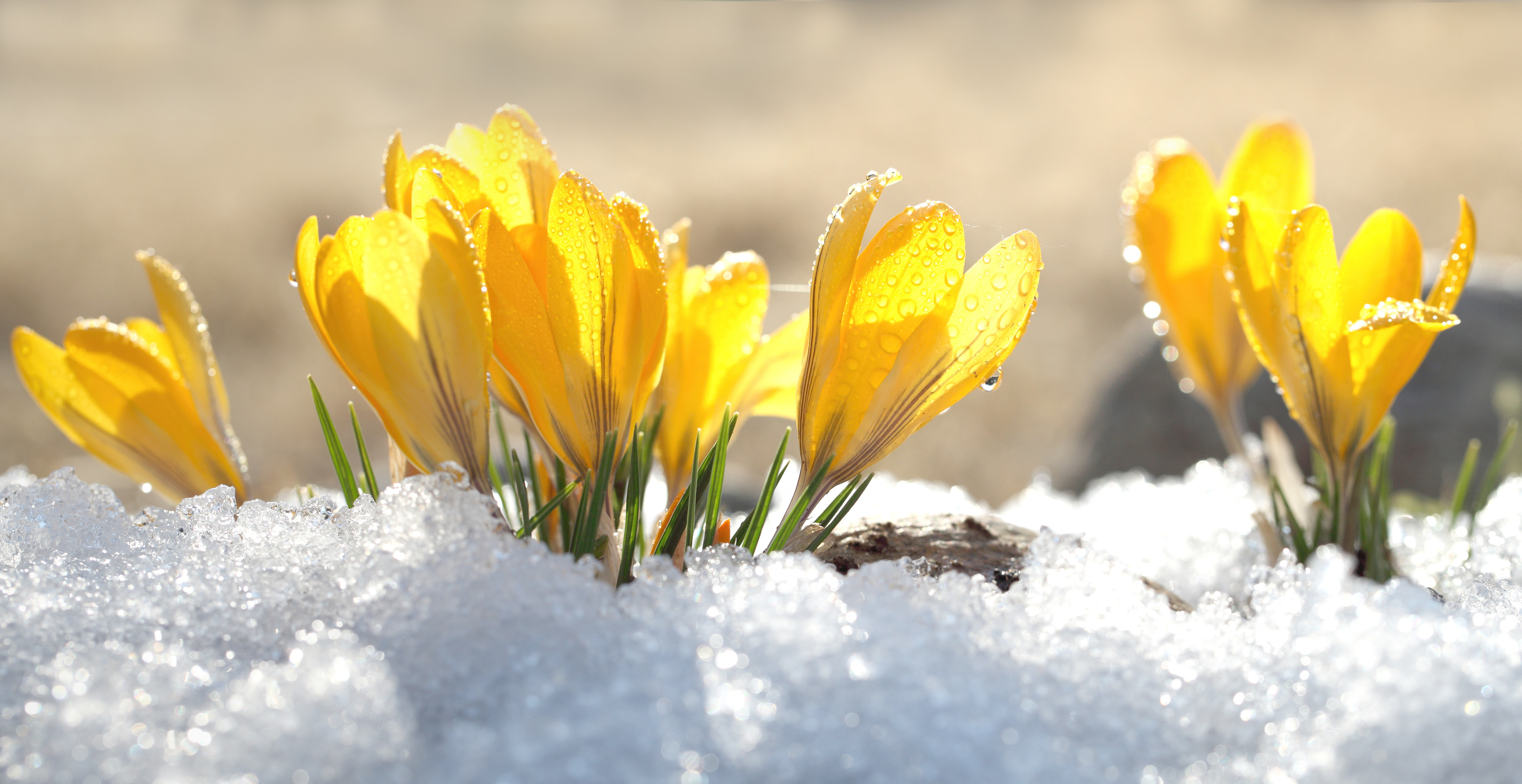 Krokusse